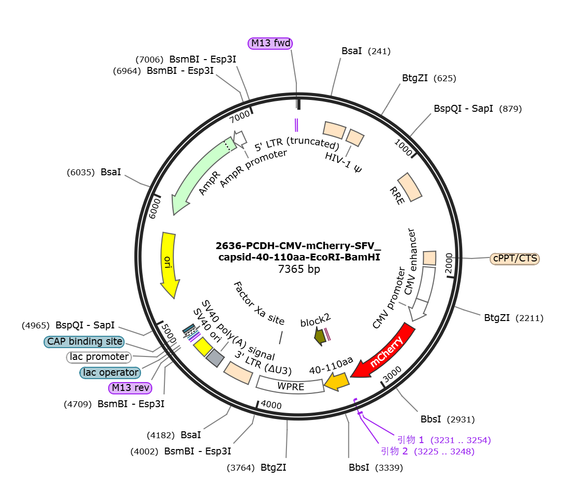 pCDH-CMV-mCherry-SFV capsid-40-110aa载体图谱.png